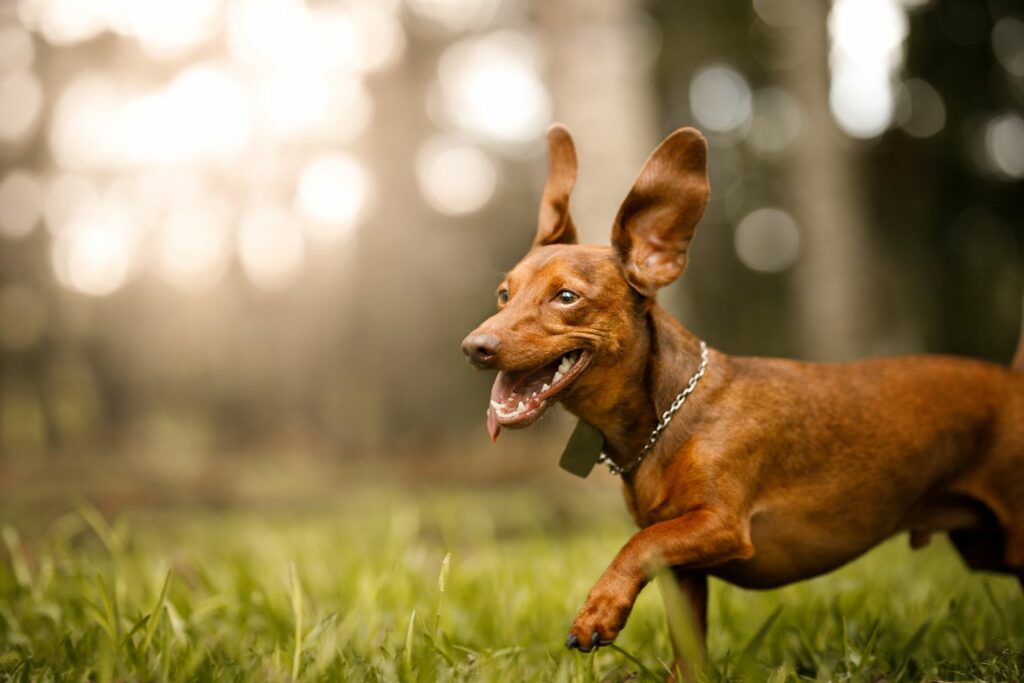 ørekløe hund