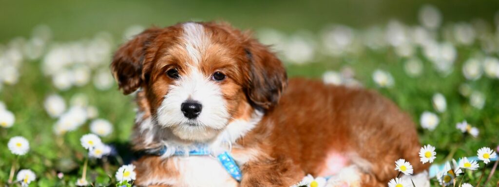 7 måter å være en miljøvennlig hundeeier på