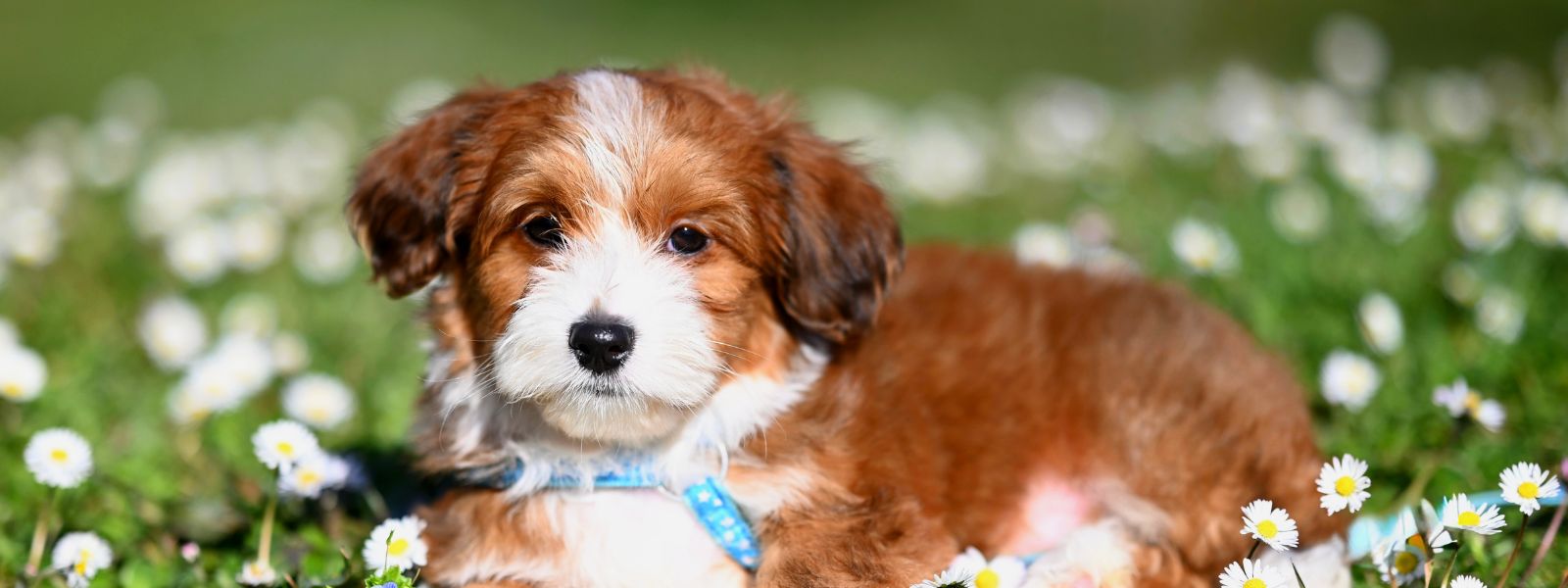 7 måter å være en miljøvennlig hundeeier på