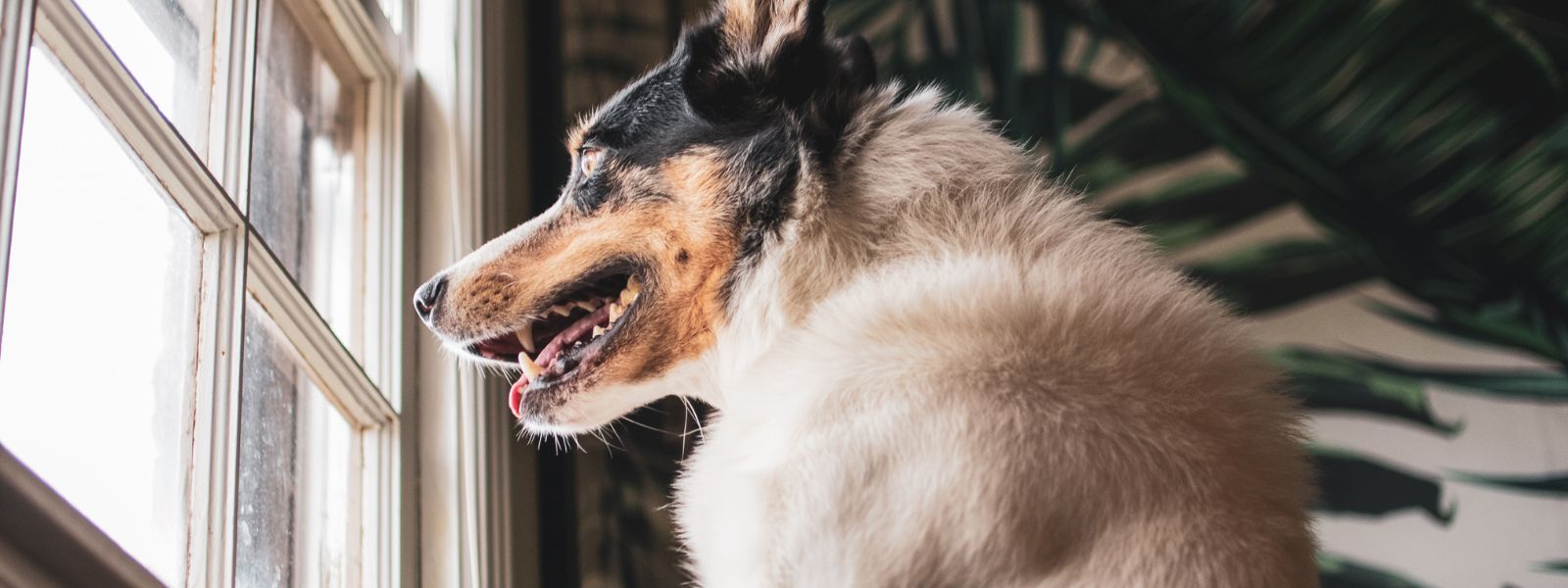 Hjemme alene trening for hunden din