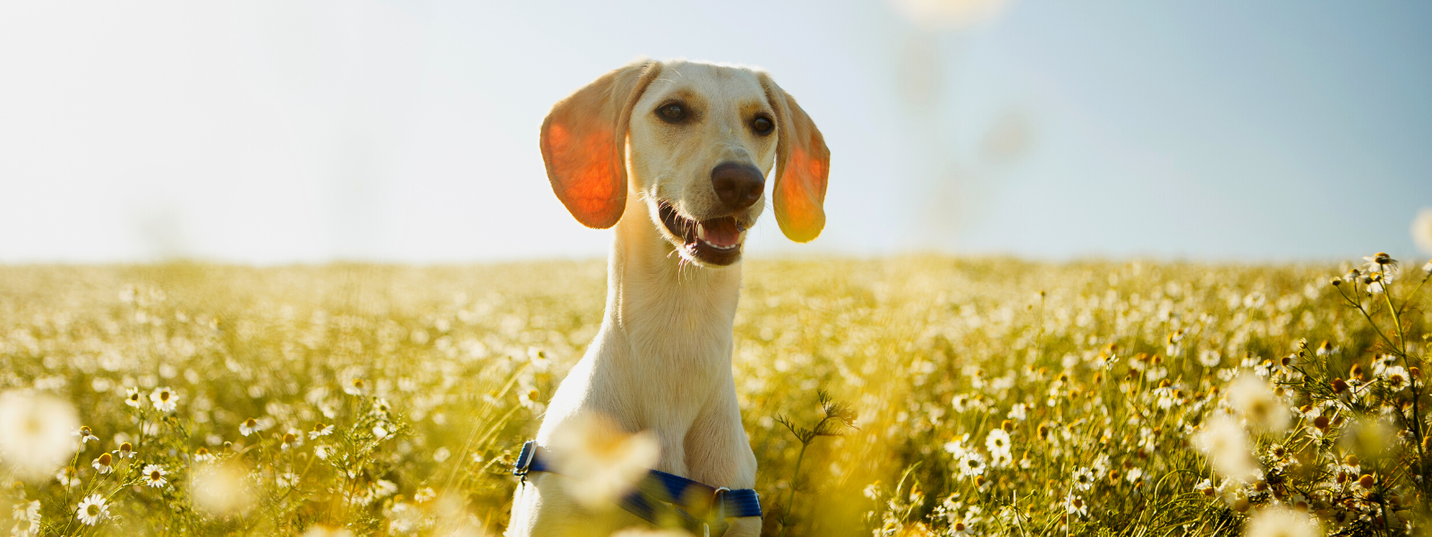 7 måter å være en miljøvennlig hundeeier på