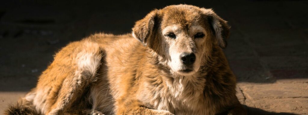 Omsorg for vår senior hund