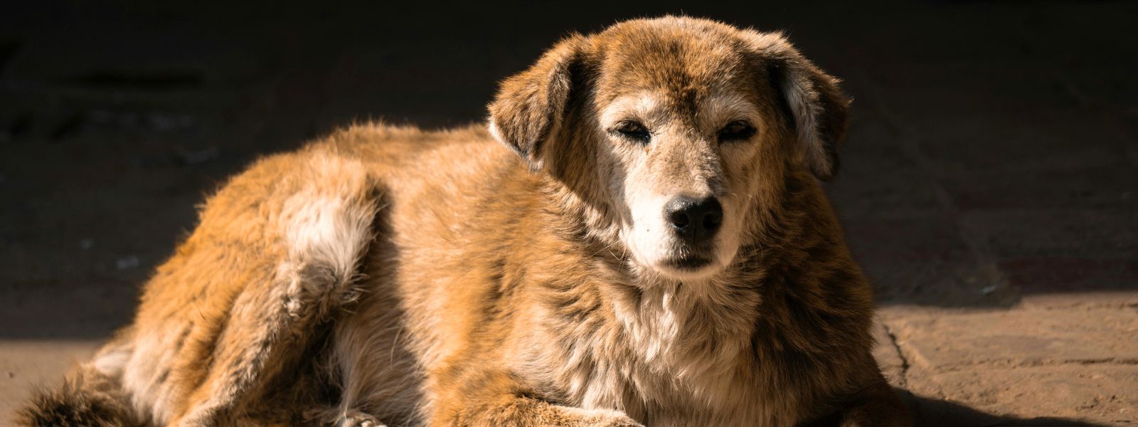 Omsorg for vår senior hund