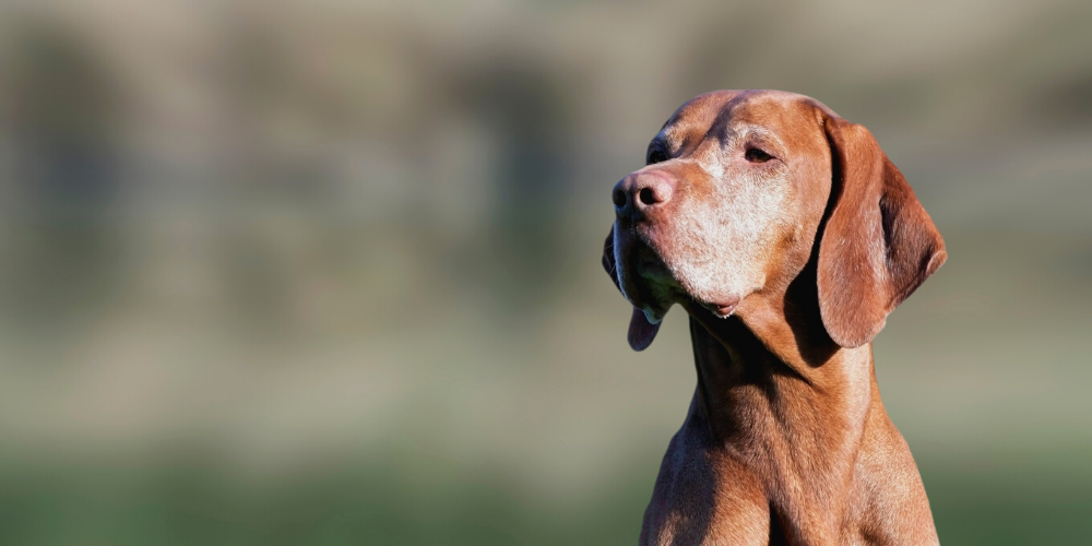 Omsorg for vår senior hund