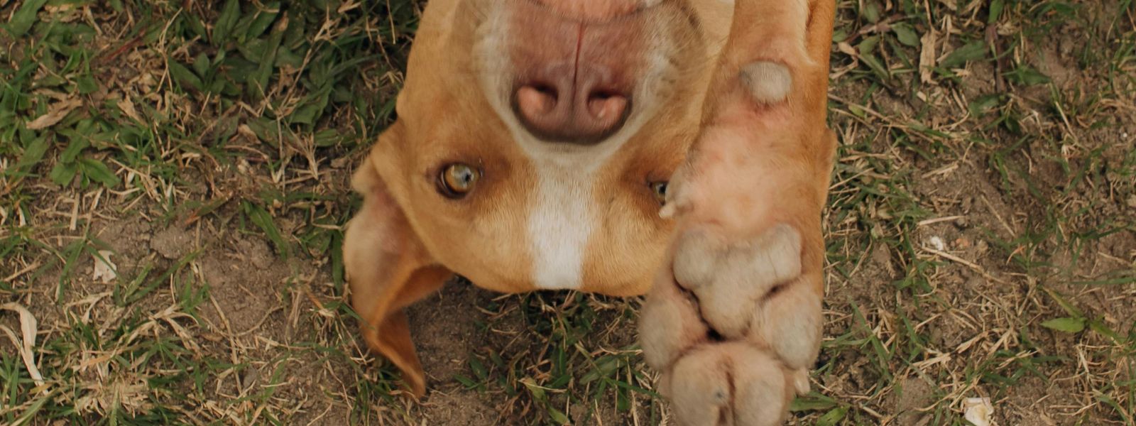 Hjemmelaget potesalve til hund