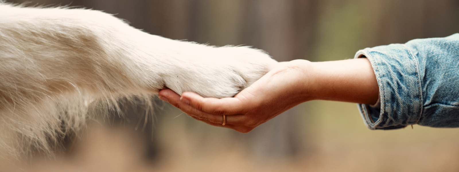 Hvordan klippe hundeklør hjemme