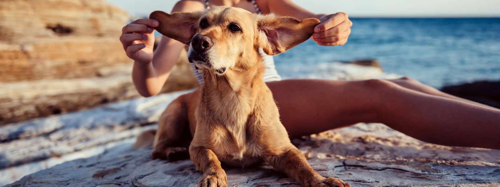Hjemme behandling for hunder med kløe i ørene