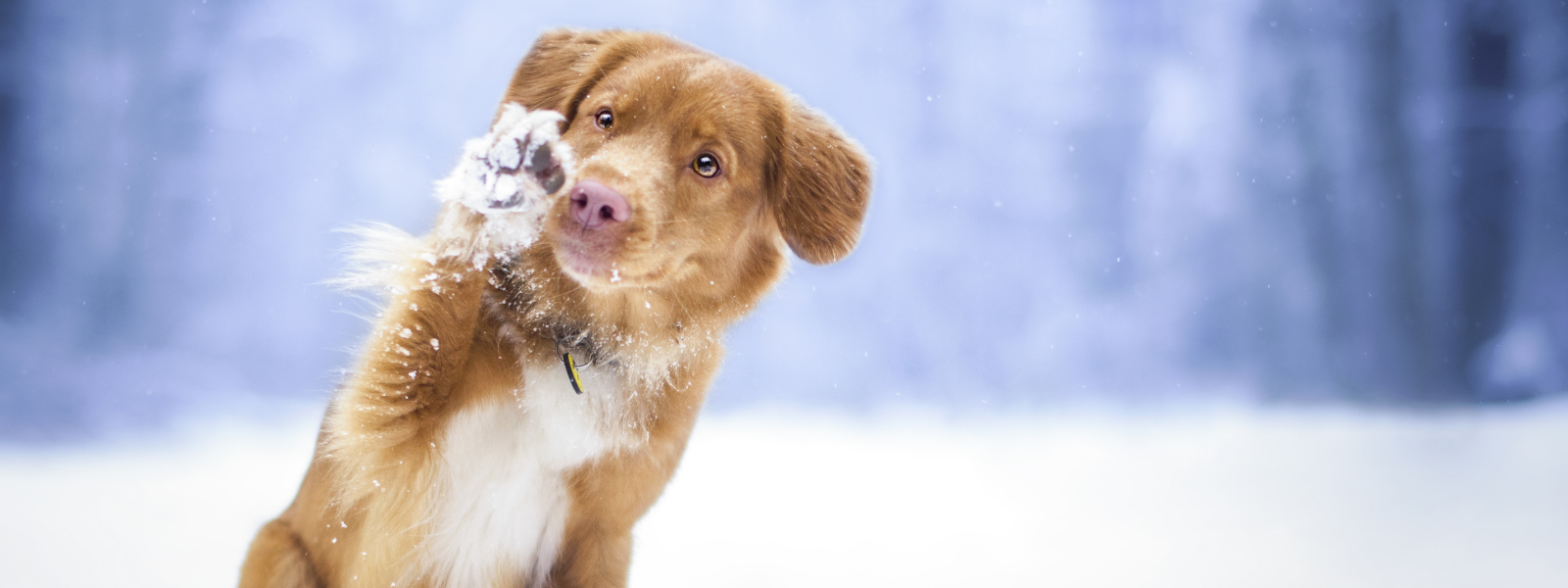 Hjemmelaget potesalve til hund