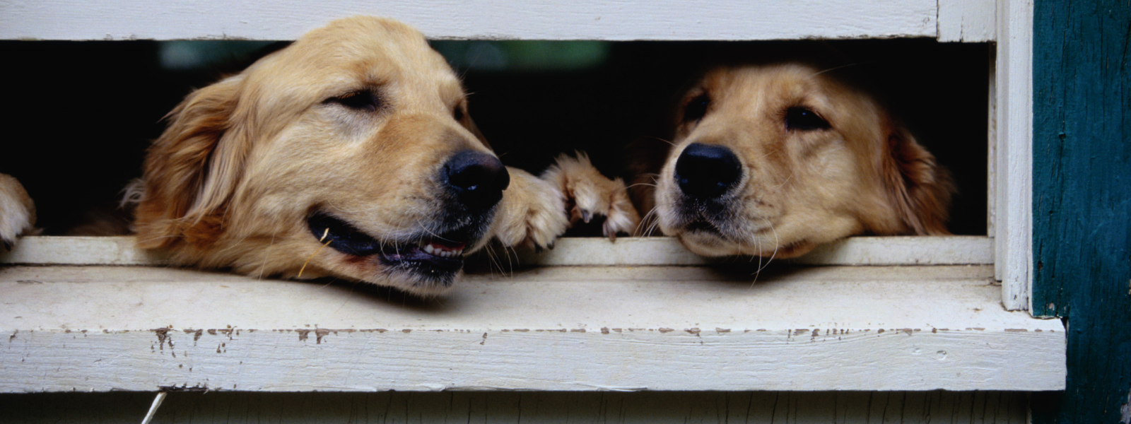 Hjemme alene trening for hunden din