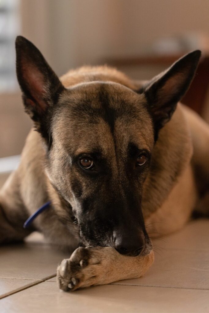 Matallergi og intoleranse hund