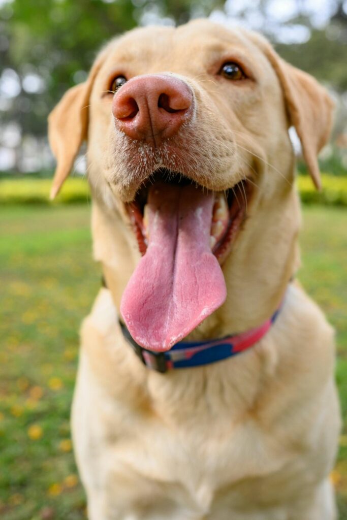 Tannhelse hund