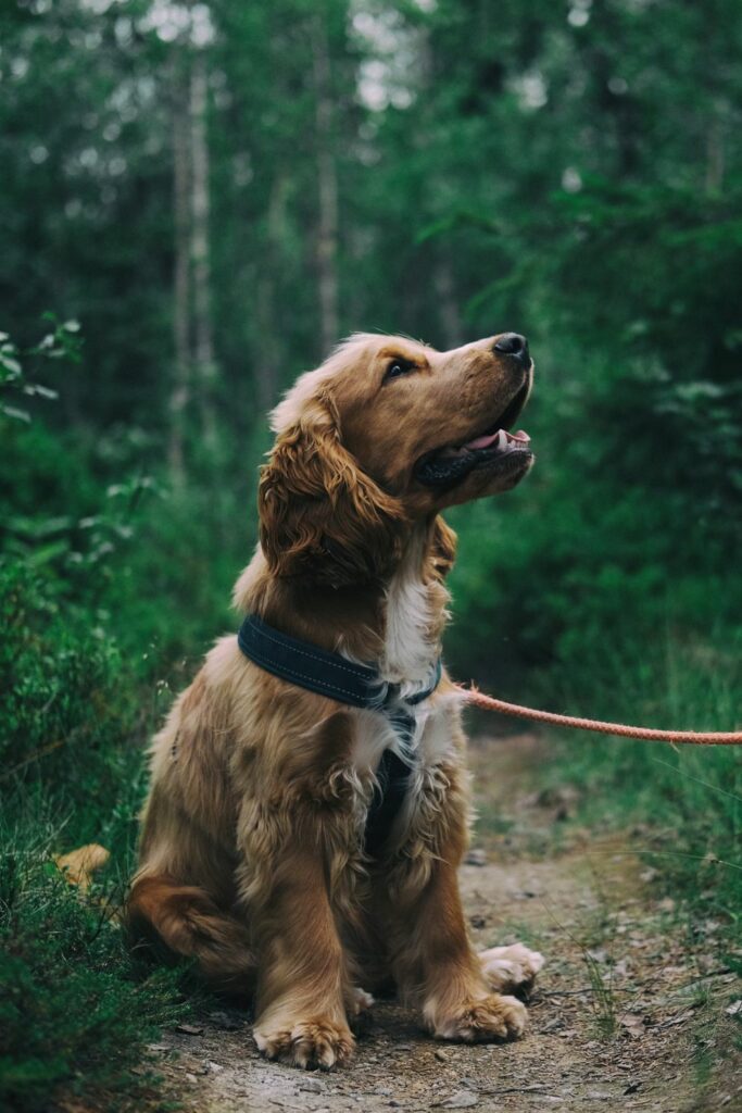 ørekløe hund