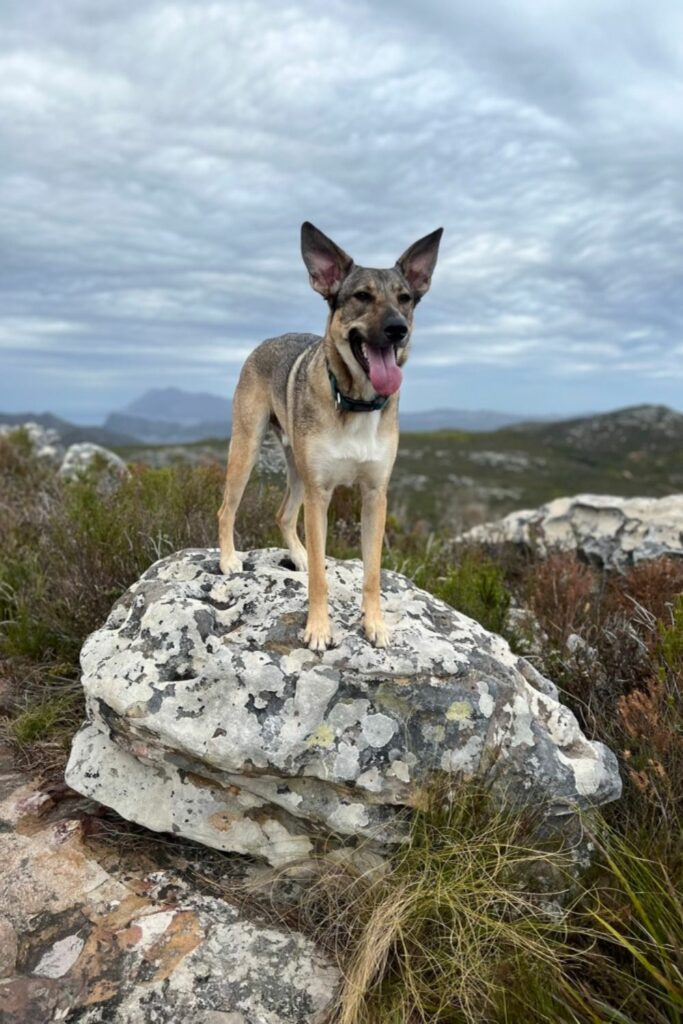 Matallergi og intoleranse hund