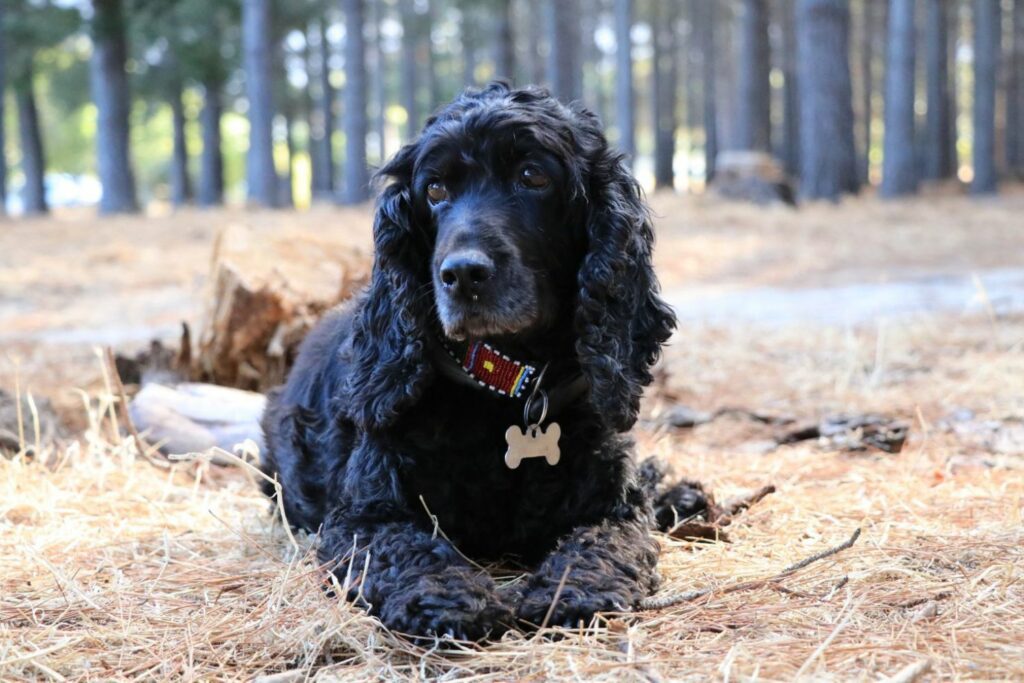 Senior hund