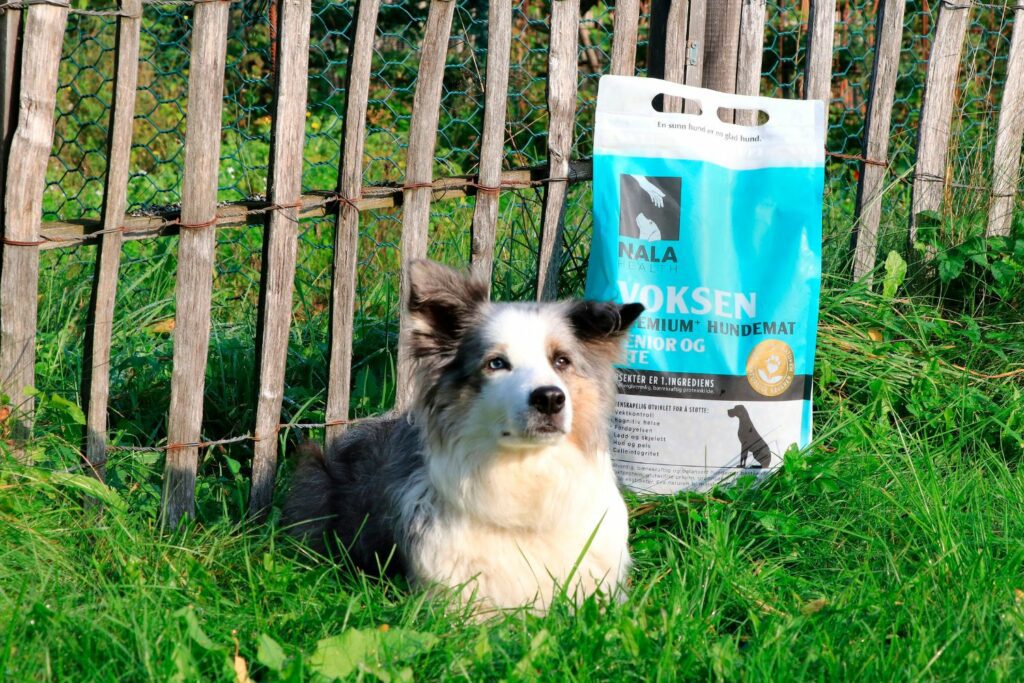 Ernæring for senior hund