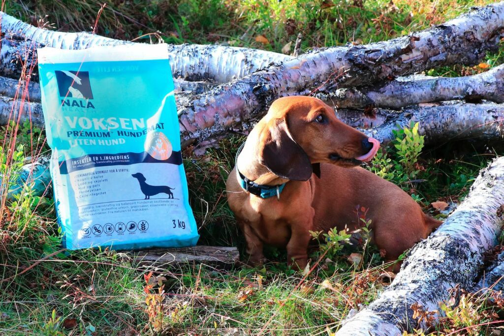 Våteksem hund