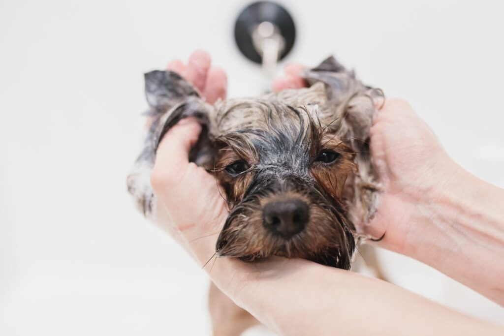 ørekløe hund