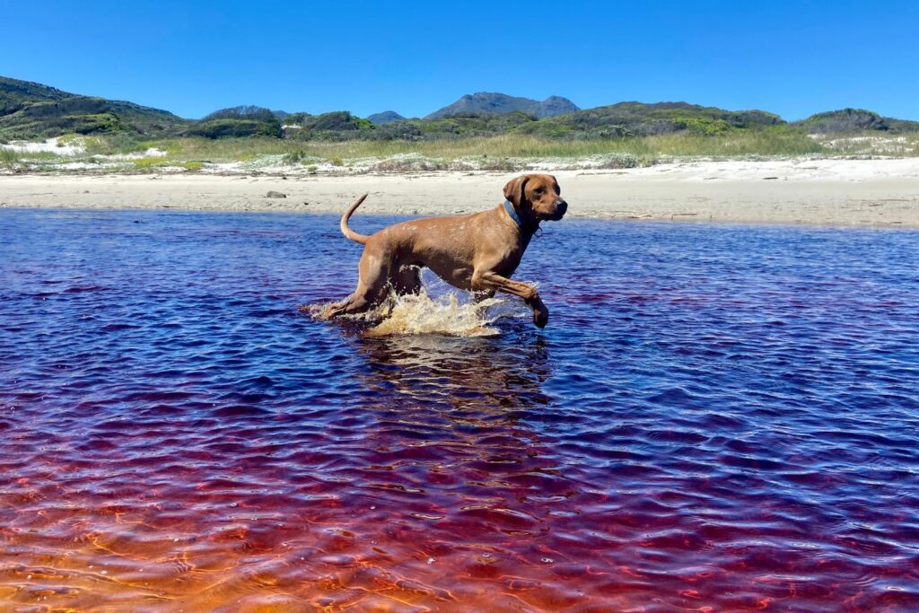 ørekløe hund