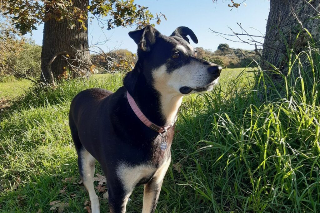 skogbjørn hund kløe