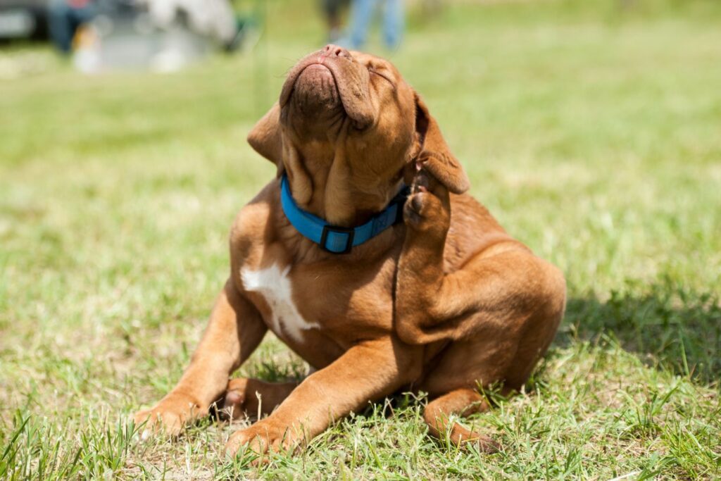 Matallergi og intoleranse hund