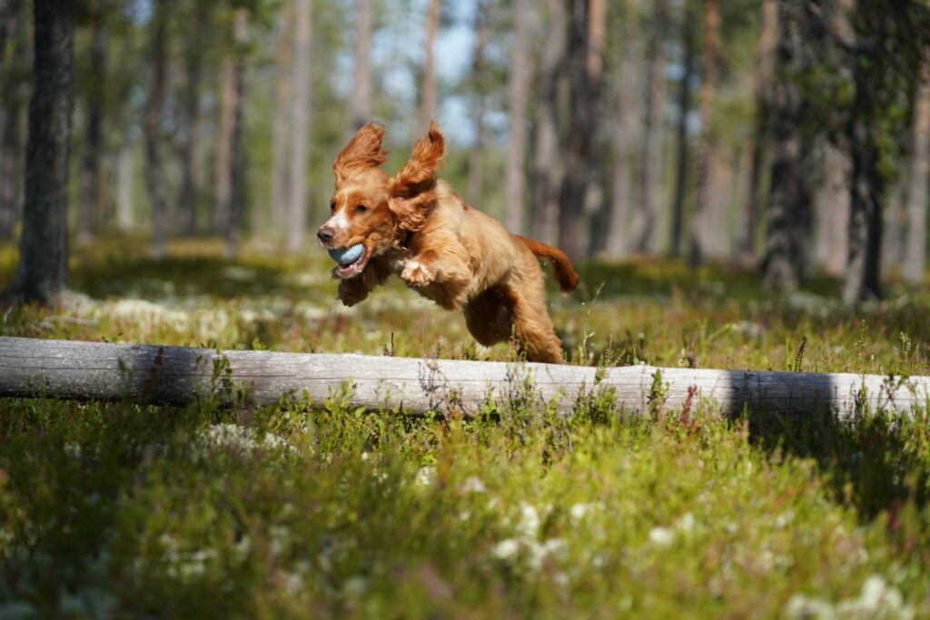 hjemmelaget beinkraft til hund 8