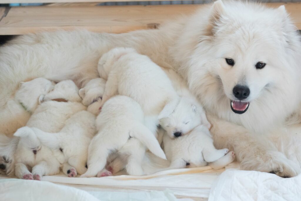 hjemmelaget beinkraft til hund 8