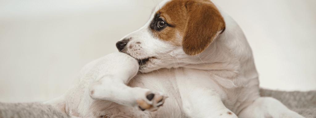 Hudkløe og hudproblemer hos hund