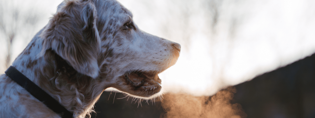 Hund med dårlig ånde