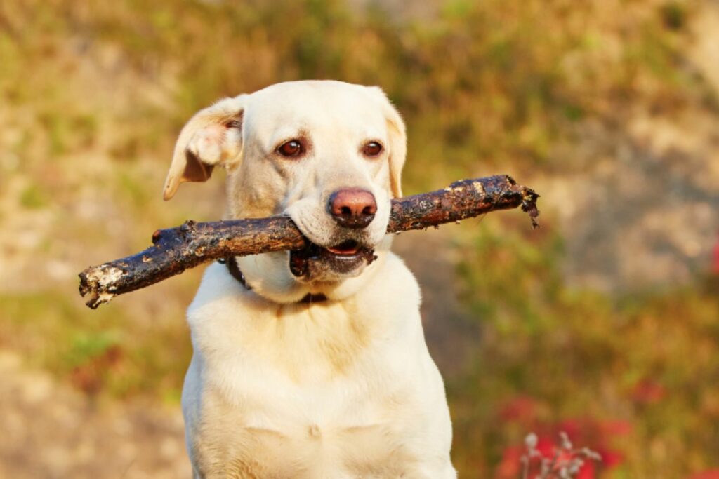 hund med dårlig ånde