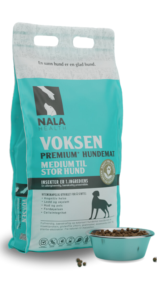 Voksen medium til stor hund
