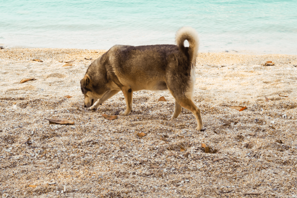 Hund og fedme