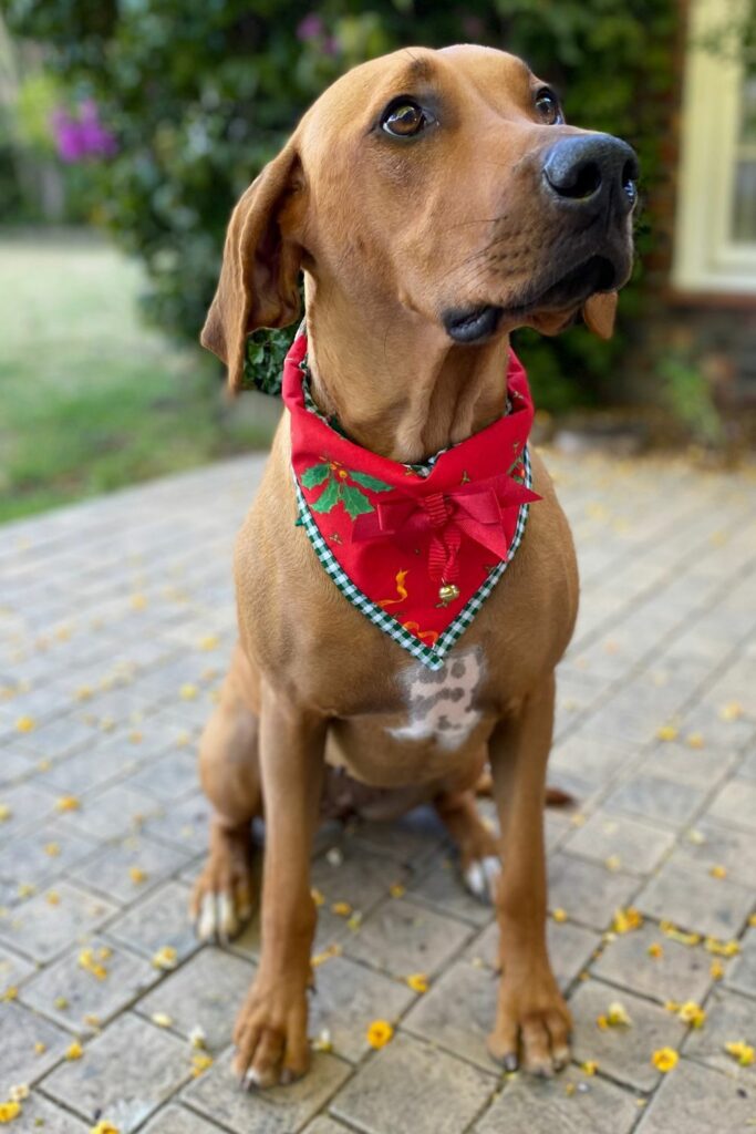 Ugly christmas bandana