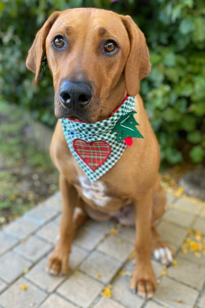 Ugly christmas bandana