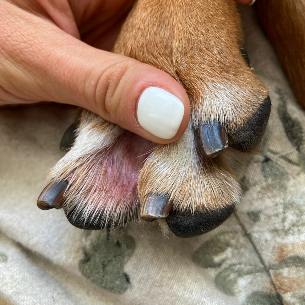 Soppinfeksjon i hud og ører hund