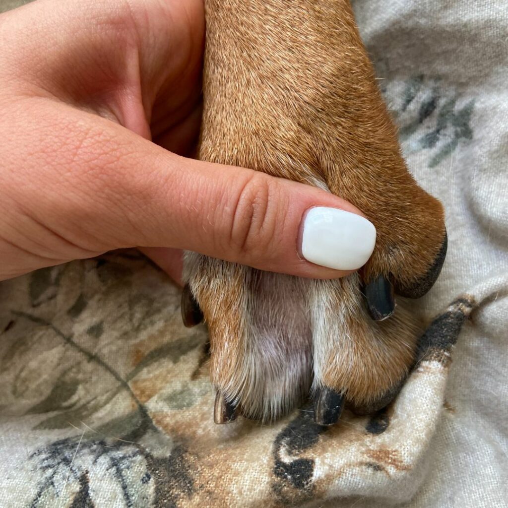 Soppinfeksjon i hud og ører hund