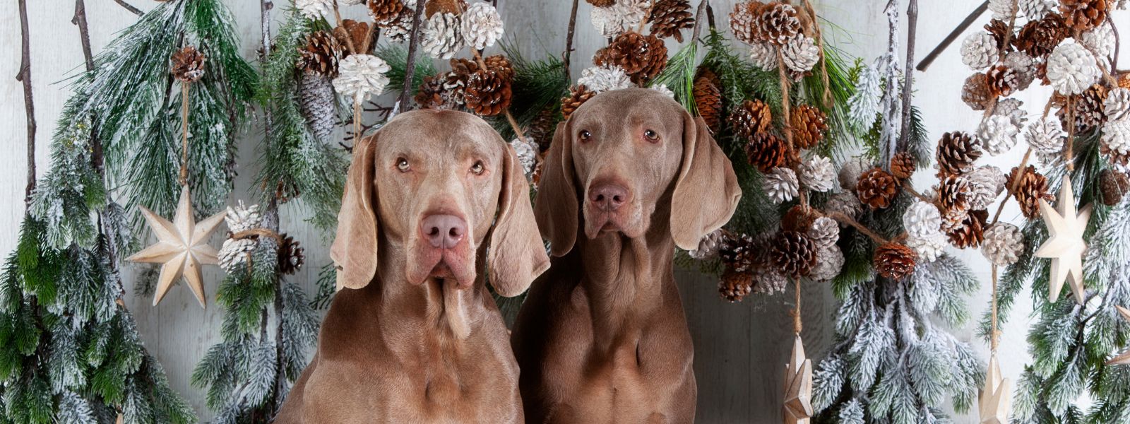 Julemat du kan dele med hunden