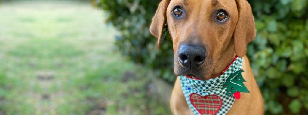 Ugly Christmas bandana til hund