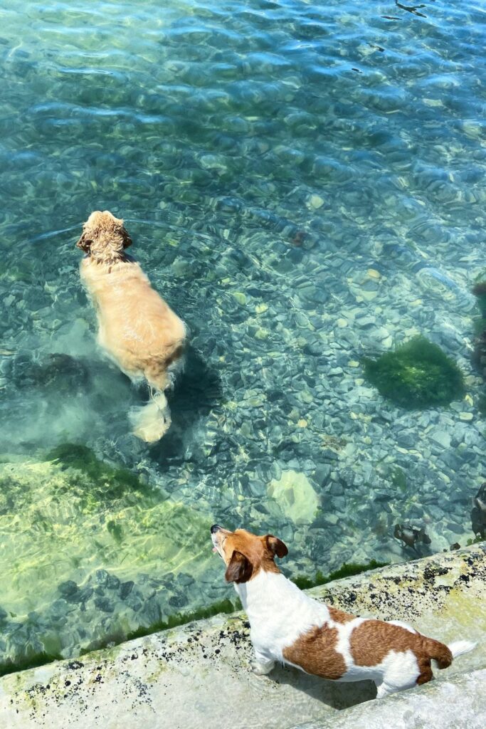 Soppinfeksjon i hud og ører hund