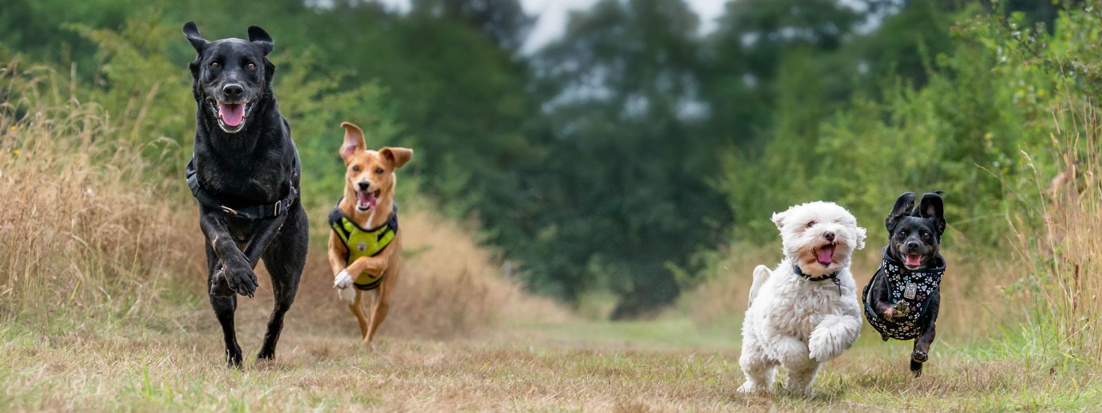 Utvide familien fra én hund til to