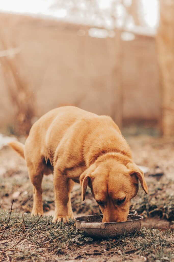 Hva er det beste fôret til hunden din?