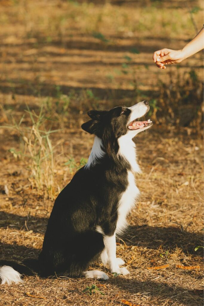 Hva er det beste fôret til hunden din?