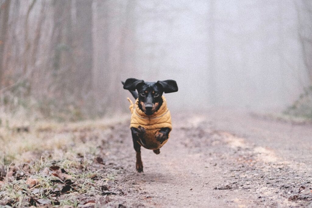 Hva er det beste fôret til hunden din?