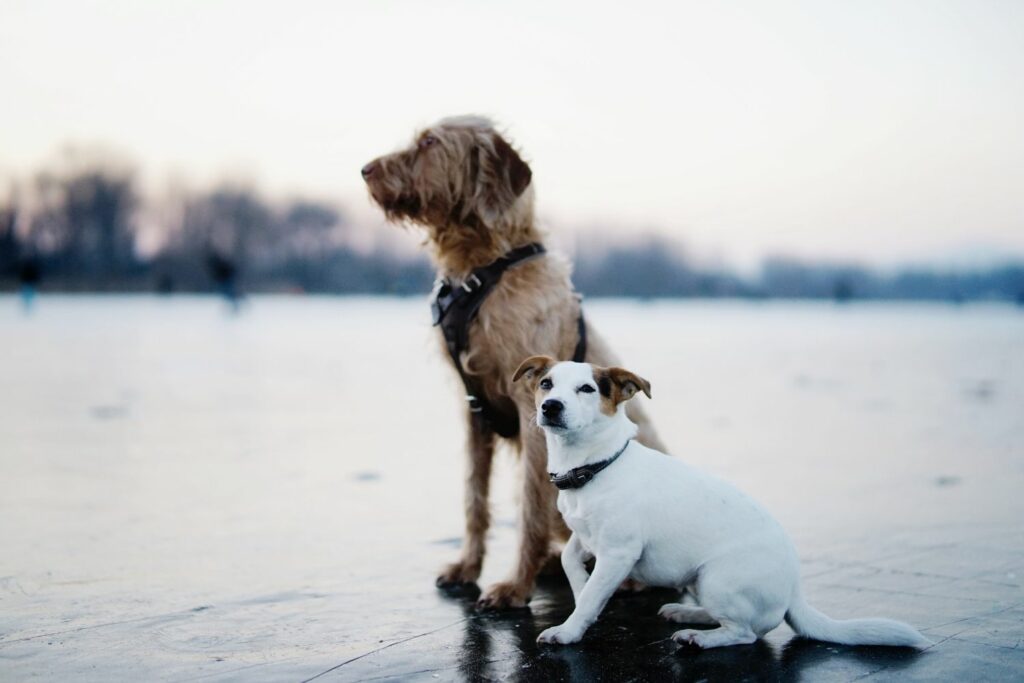 Utvide flokken fra en hund til to