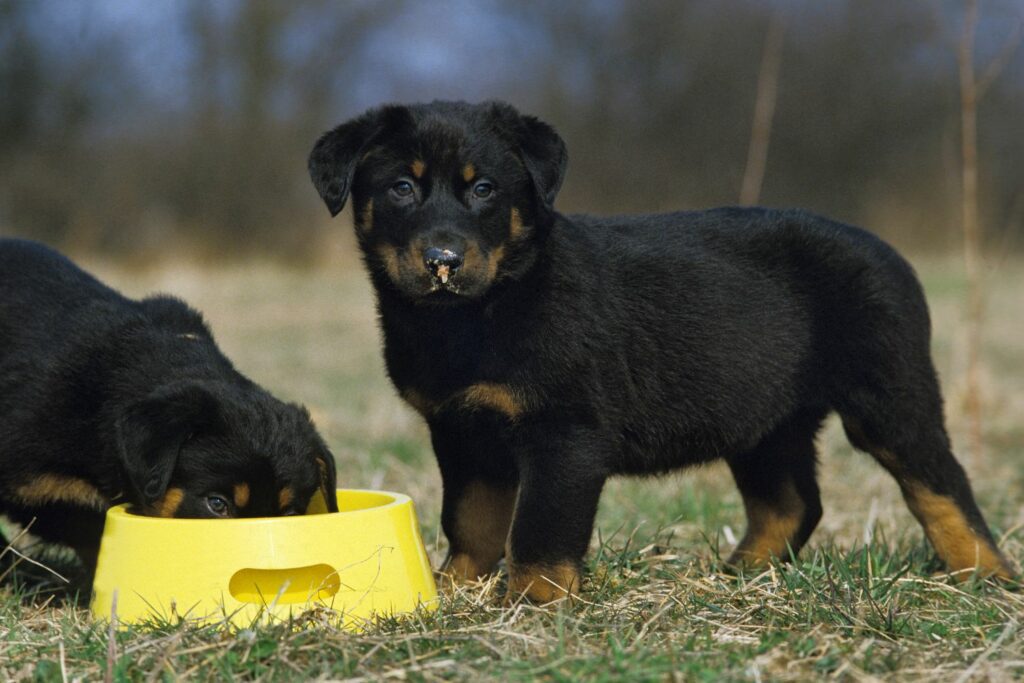 Hva er det beste fôret til hunden din?