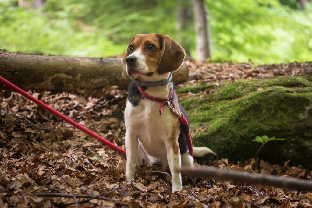 tarmhelse og hund