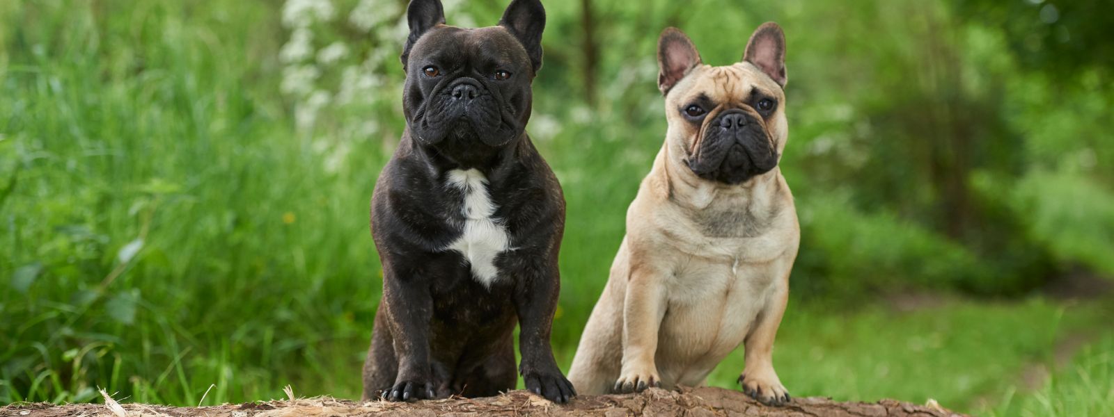 Fordøyelsesproblemer og tarmhelse hos hund