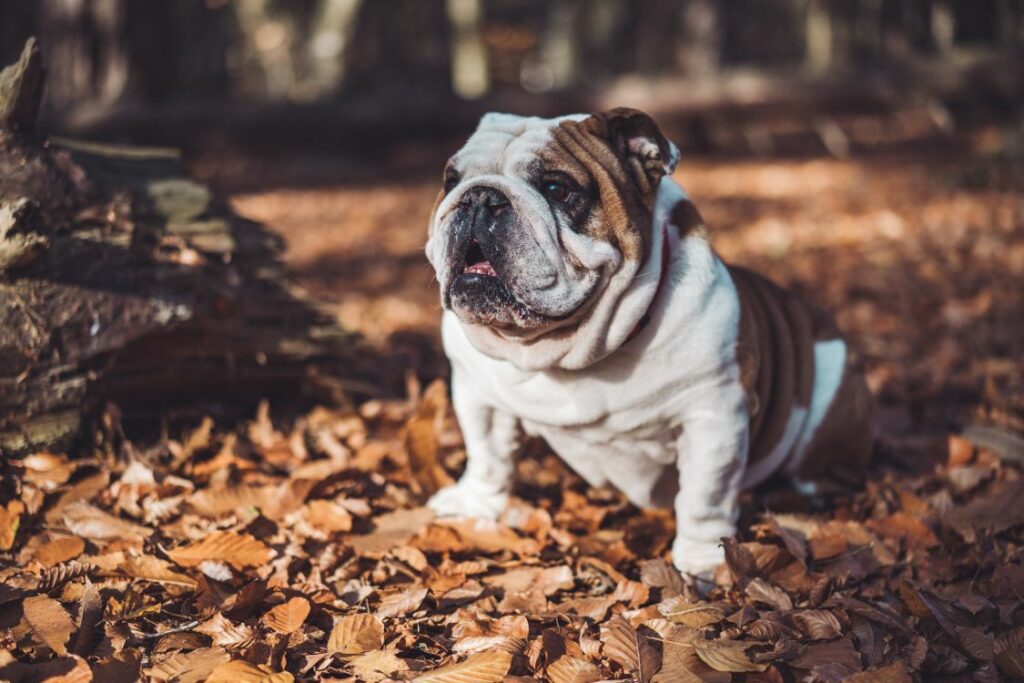 tarmhelse og hund