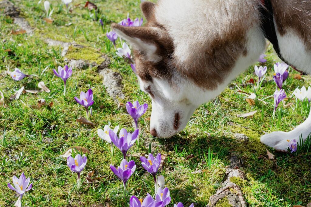 Kryssallergi hund