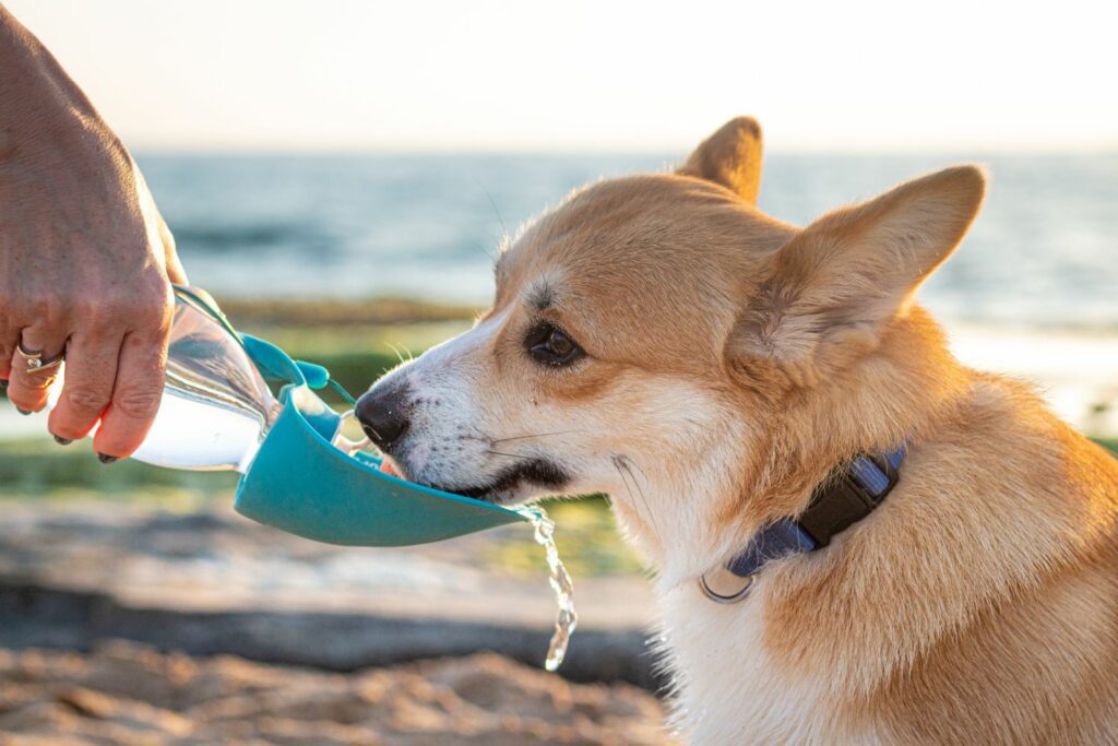 Behandle forstoppelse hos hund