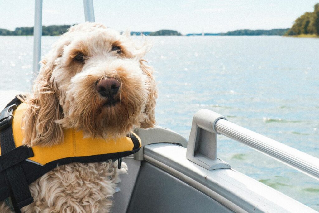 Reise med hund i sommer